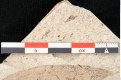 Foto (Detailansicht) von Sapindus graecus Unger (NHMW-GEO-2024-0188-8182)